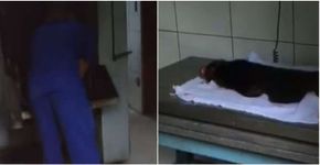 Vídeo de Twelves, macaco de Latino, cremado comove internautas