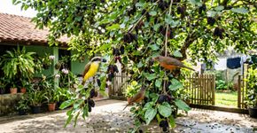 O doce natural que coloriu a sua infância e hoje em dia atrai a maior orquestra de pássaros pra sua janela