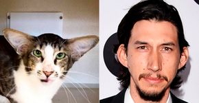 Gato é adotado em abrigo depois de ser comparado a ator de ‘Star Wars’