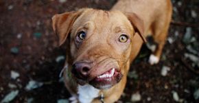 Ignorado no passado, cão com focinho torto gera filas para adoção
