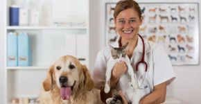 Veja qual é a idade certa para realizar a castração do seu pet