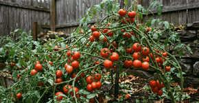 Nas estufas profissionais os tomates duram firmes porque a técnica oculta não é a estaca de madeira, mas o fato de que eles nunca são regados nas folhas