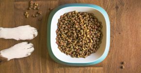 Todos os pets deveriam comer assim: Potes de comida no chão fazem mal para a saúde deles