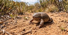 Esta rã parece uma pequena tartaruga sem casco, cava entrando de cabeça na terra e nunca passa pela fase de girino