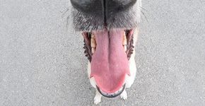Retratos de cães como você nunca viu, por Elke Vogelsang