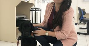 Cooperativa de crédito em SC acolhe cão-guia em treinamento