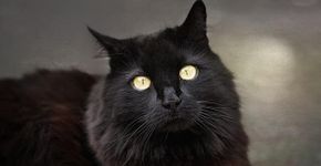 ONG faz campanha contra maus-tratos de gatos pretos