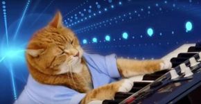 Morre aos 9 anos, Keyboard Cat; veja melhores momentos do gatíneo
