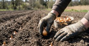 Ainda dá tempo de plantar cebolas para atravessar o inverno: os bulbinhos colocados no solo em outubro podem render uma colheita entre o início e o meio do próximo verão