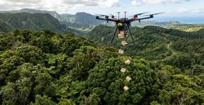 Plantada em 1825 como cultura alimentar, 200 anos depois tornou-se uma árvore invasora, combatida por drones e insetos