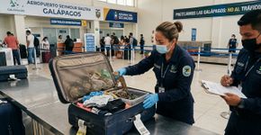 Equador inicia fiscalização para descobrir como o Ministério do Ambiente controla o tráfico de fauna de Galápagos após novas brechas nos controles