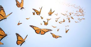 Foto: (brainmaster/istock)