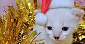 Foto: (Divulgação Adote Um Gatinho)