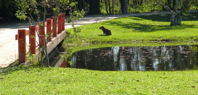 Parques no Rio: verdadeiros oásis em meio ao caos carioca