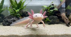 A salamandra capaz de reconstruir uma pata inteira depois de perdê-la e que virou modelo para pesquisas de regeneração
