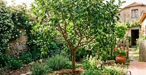 Como podar um limoeiro para obter mais frutos e um crescimento mais saudável