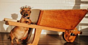 Cadelinha grávida ganha o ensaio mais fofo que você respeita