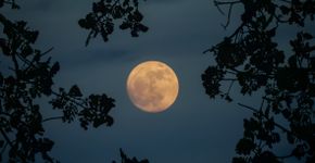 Foto: (AHM Alomgir Kabir/istock)