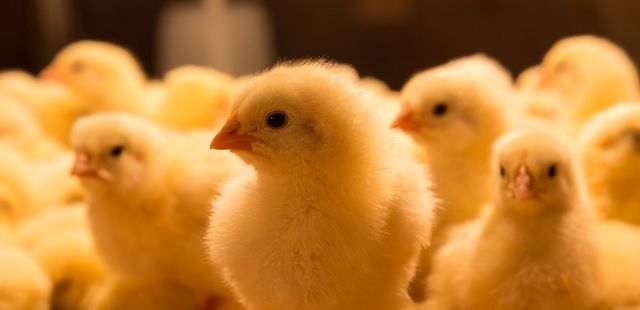 Exposição Agriventura – veja o nascimento de pintinhos