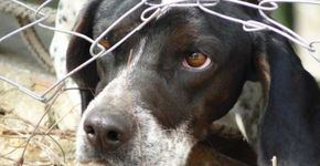 Cães sofrem em “fábricas de filhotes” para satisfazer compradores