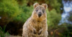 7 curiosidades interessantes sobre o quokka 