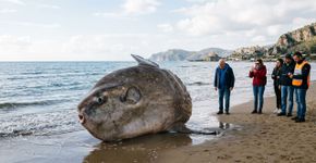 Um gigantesco peixe-lua oceânico surgiu em Marina di Ravenna, e a presença dessa criatura esquiva no litoral italiano converteu um encalhe em um enigma biológico