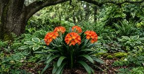 A flor africana mais resistente para cultivar no jardim: como cuidar e prolongar a floração durante o ano