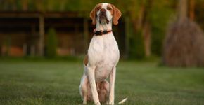 4 características do cachorro da raça pointer inglês 