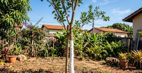 Algumas pessoas estão pintando o tronco das árvores de branco: por que isso é recomendado e para que serve