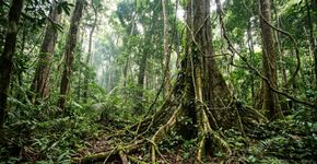 Cerca de 2,2 milhões de hectares de floresta amazônica protegem quase toda a bacia de um rio de águas pretas: o parque do Amazonas que conserva onça-pintada, ariranha e peixe-boi