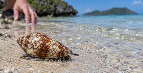A concha bonita na areia pode esconder um animal capaz de disparar antes que a pessoa consiga soltar a mão