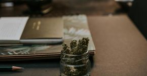 Uso de maconha pode aumentar risco fatal de câncer