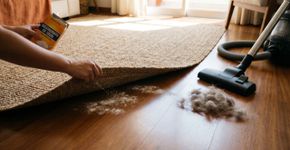 Bicarbonato embaixo do tapete: o segredo simples para uma casa sem cheiro de animal de estimação