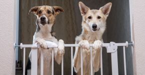 8 dicas para deixar a casa segura para o animal de estimação 