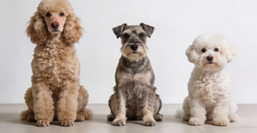 Qual é a melhor raça de cachorro para pessoas alérgicas?