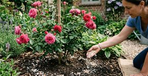Enterrar cascas de ovo na roseira: para que serve e por que é recomendado pelos ingleses