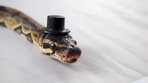 Internautas publicam fotos de cobras usando chapéu (Reprodução/Bored Panda)