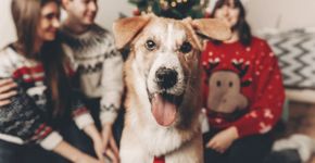 8 dicas para preparar o pet para receber visitas no Natal 