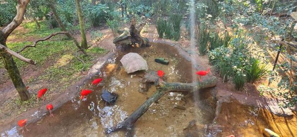 O parque fornece um ambiente acolhedor para as aves que não podem voltar à natureza