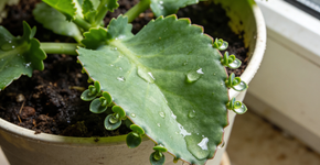 O que significa quando a sua planta começa a chorar gotinhas pelas folhas
