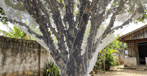 Jeito simples de proteger a jabuticaba do passarinho que come tudo antes de amadurecer no pé