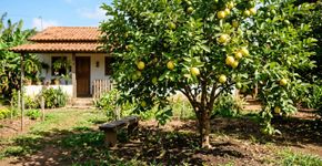 Conselhos para famílias que cultivam goiaba