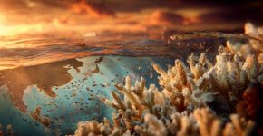 Corais morrem em massa enquanto oceanos batem recordes de calor por meses seguidos