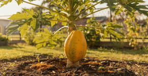 A fruta com um creme natural que é suave como manteiga e faz o corpo funcionar bem como um reloginho logo nas primeiras horas da manhã