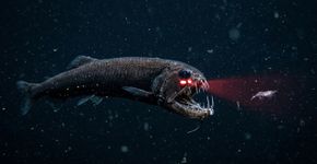 Esse peixe usa uma “lanterna vermelha” debaixo dos olhos para enxergar presas que vivem em um mundo onde o vermelho praticamente desaparece