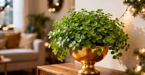 Plante isso no natal e sua vida financeira vai destravar no ano novo