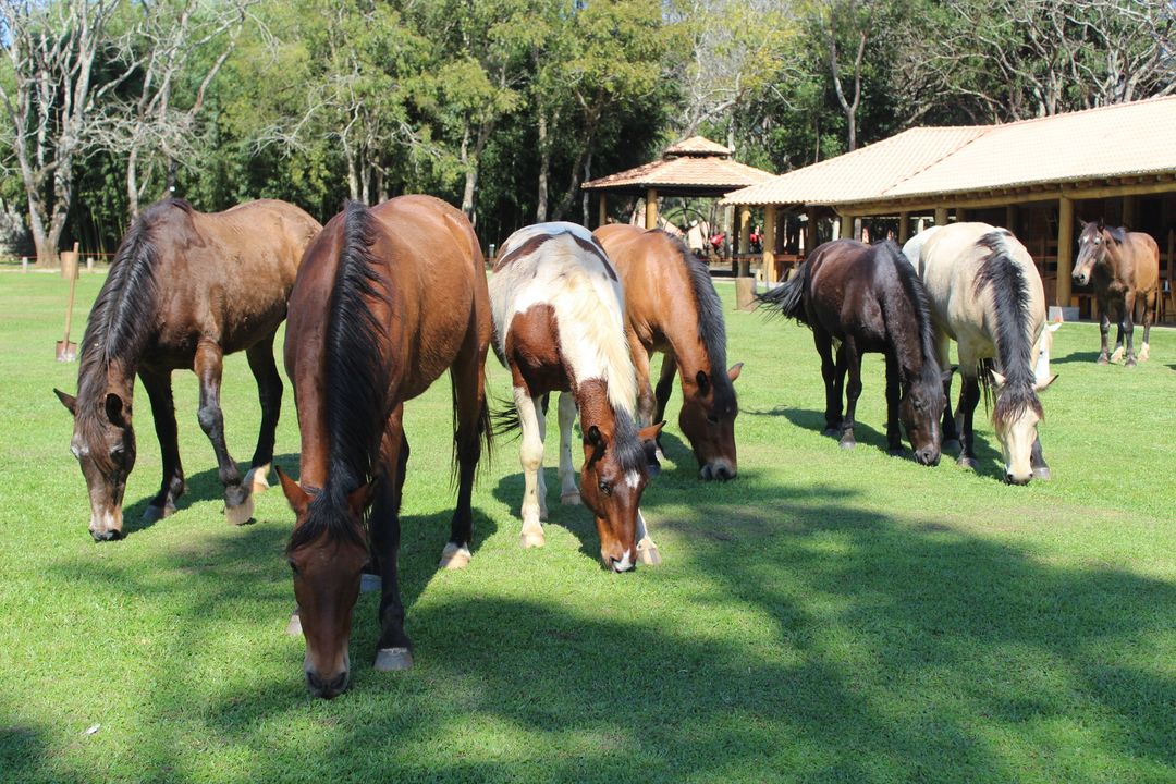 Passeios a cavalo é uma das atividades oferecidas pelo Virá Farm Hotel