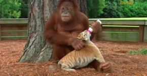 Conheça a cruel realidade por trás das fotos de animais selvagens nas redes sociais