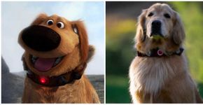 Conheça o Dug de ‘Up!’ da vida real: o cachorro falante