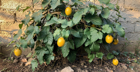 Como cultivar a “gelatina dourada” que acalma os nervos e cheira a paraíso